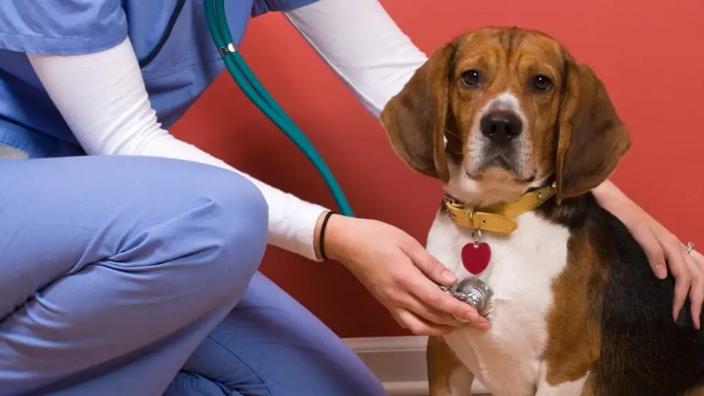 Top 5 Skills Needed to Succeed as a Veterinary Assistant