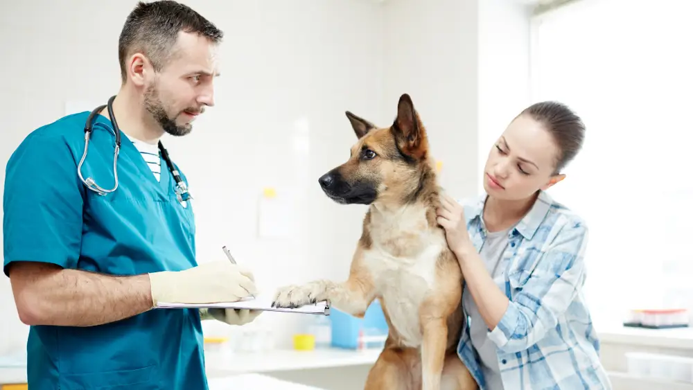 Why Being a Vet Technician Assistant is the Perfect Job for Working with Animals