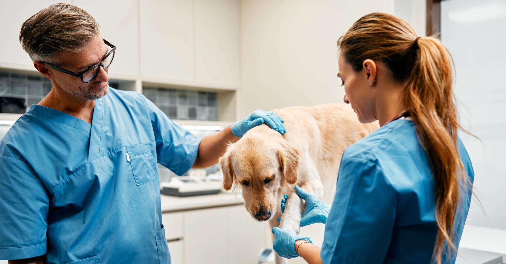 VET treating a dog with his assistant