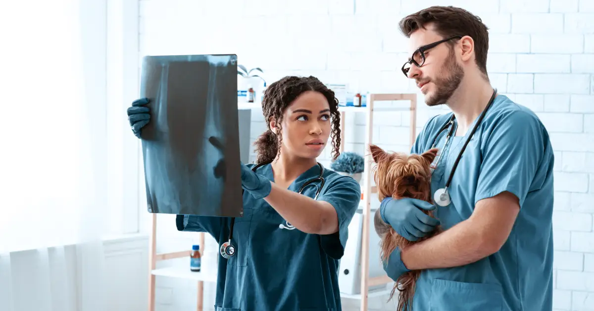 Vet and her assistant examining x-ray - A day in the life of a veterinary assistant